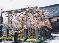 正福寺桜