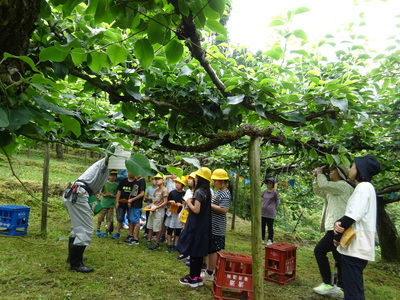 温泉小学校３年生「梨の袋かけ体験」
