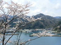 城山園地から見る桜と諸寄港