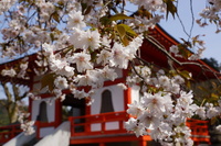 正福寺と桜