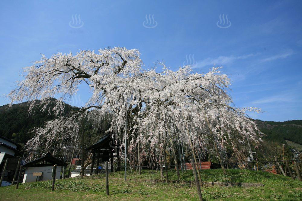 泰雲寺しだれ桜