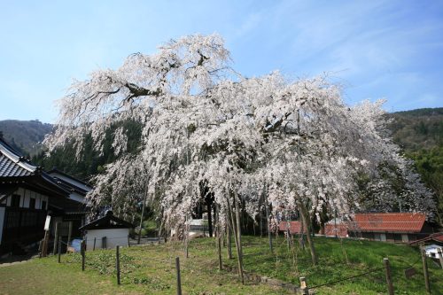 泰雲寺しだれ桜