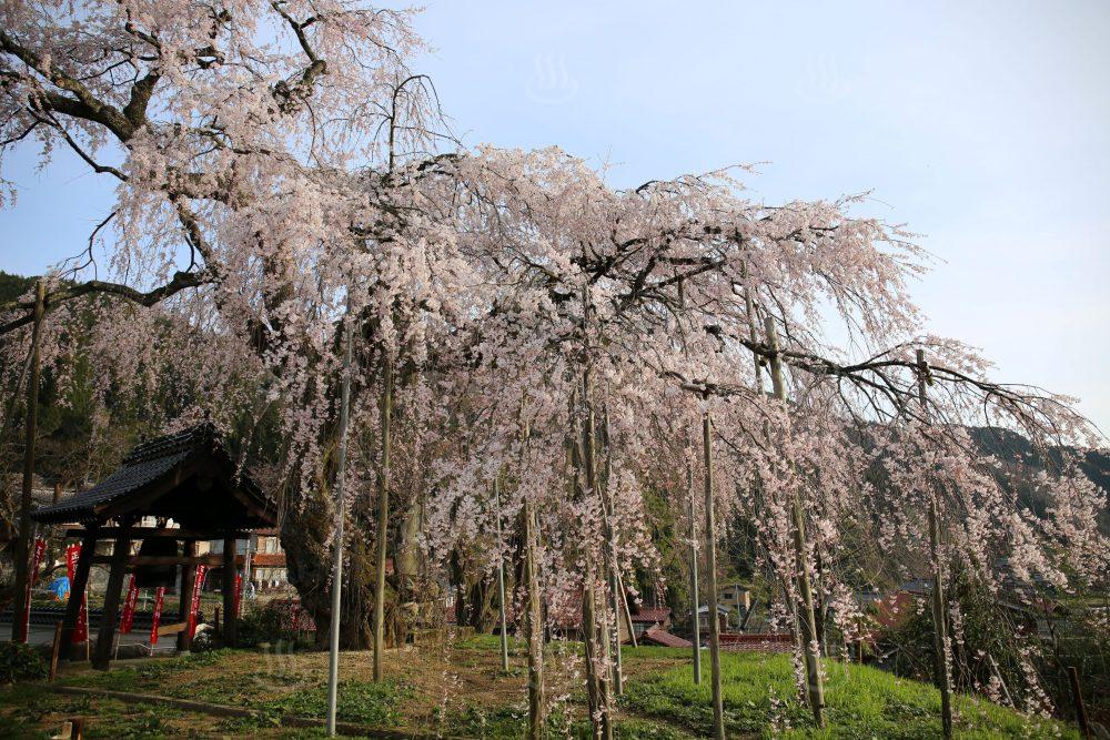 泰雲寺しだれ桜