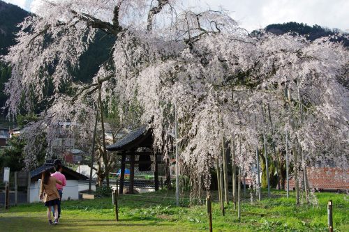 泰雲寺しだれ桜