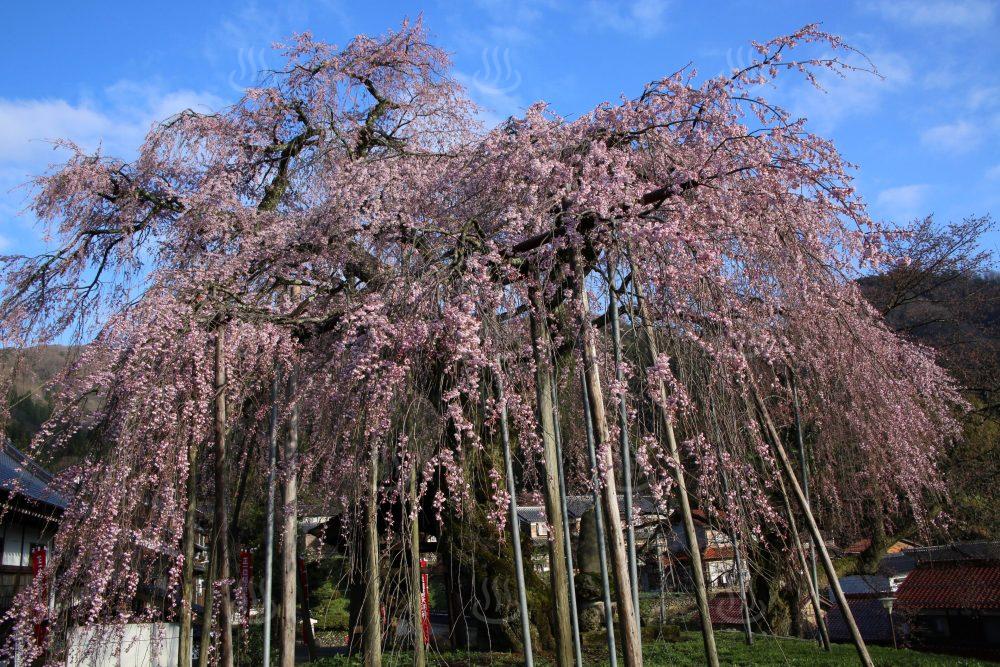 泰雲寺しだれ桜