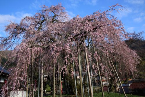 泰雲寺しだれ桜