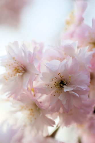 正福寺桜（プルヌス　タジマエンシス　マキノ）