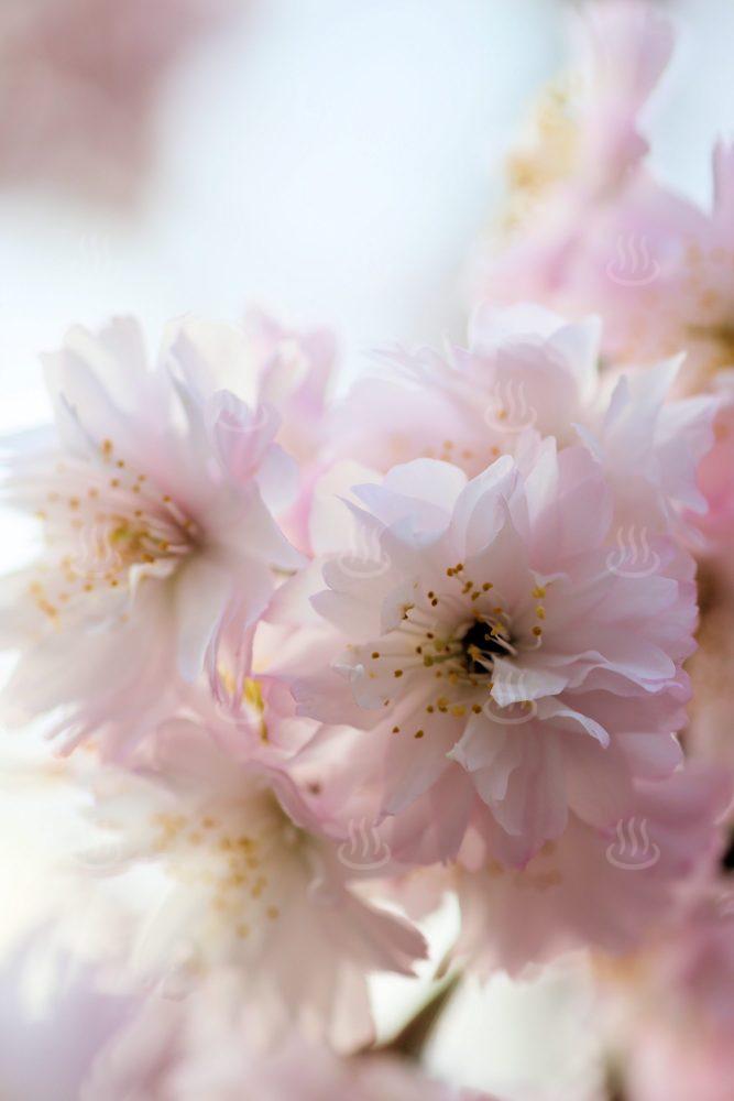 正福寺桜（プルヌス　タジマエンシス　マキノ）