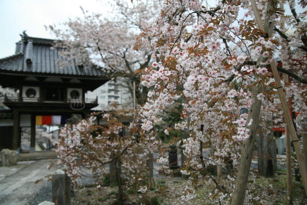 正福寺桜（プルヌス　タジマエンシス　マキノ）