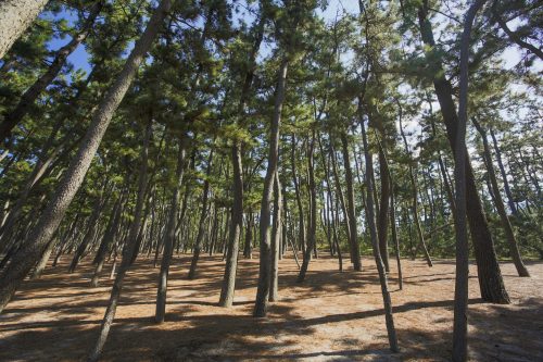 浜坂県民サンビーチ　松の庭