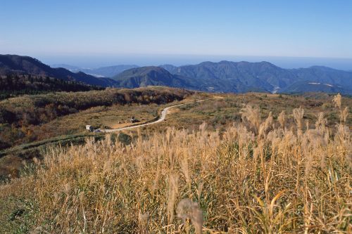 上山高原のススキ