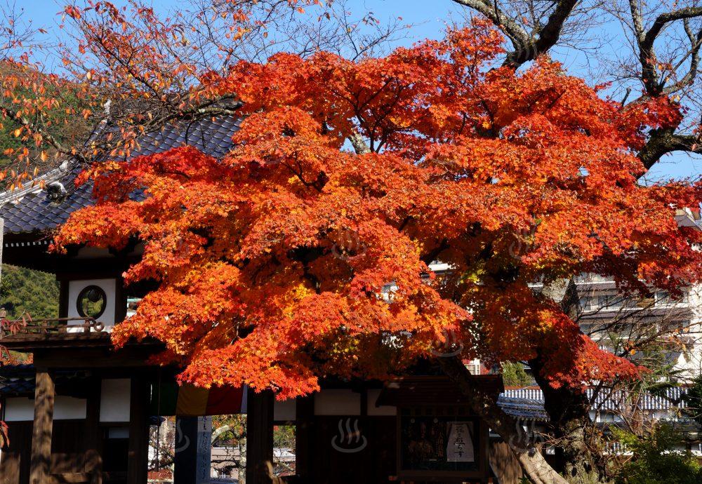 正福寺紅葉