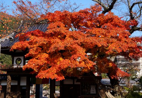正福寺紅葉