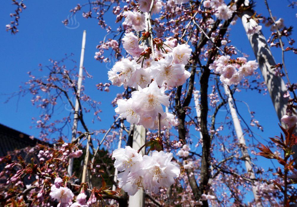 正福寺桜