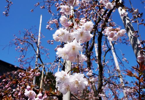 正福寺桜