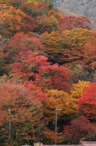 清正公園紅葉