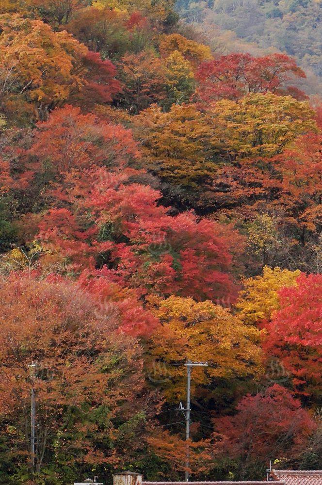 清正公園紅葉