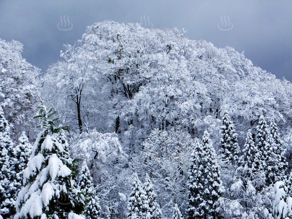 雪景色