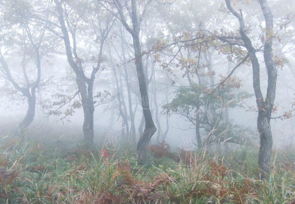 上山高原