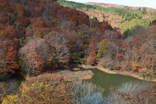上山高原ショウブ池