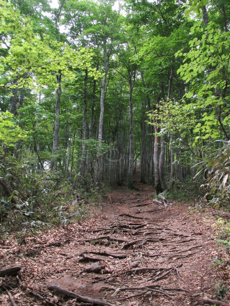 上山高原