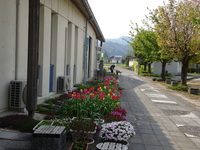 浜坂東小学校のみなさんへ　花壇にかわいいチーリップの花が並んで咲いています。