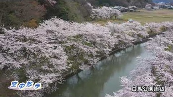 桜の白馬公園周辺