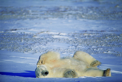 撮影：星野道夫