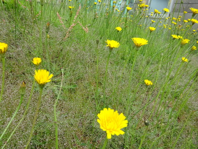 BGプール横に咲く花