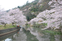 白馬公園から見る桜