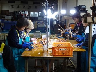 カニを選別する「選り子」さん