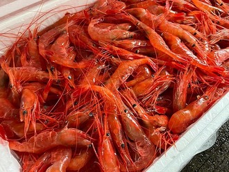 とれたて新鮮！「海の宝石」
