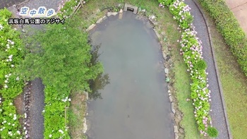 浜坂白馬公園のアジサイ