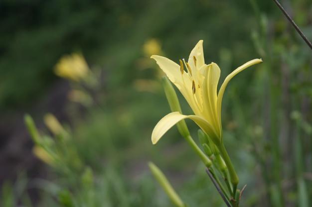 新温泉町の花たち 花暦 フォトギャラリー 新温泉町の紹介 新温泉町