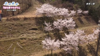 桜を愛でながら