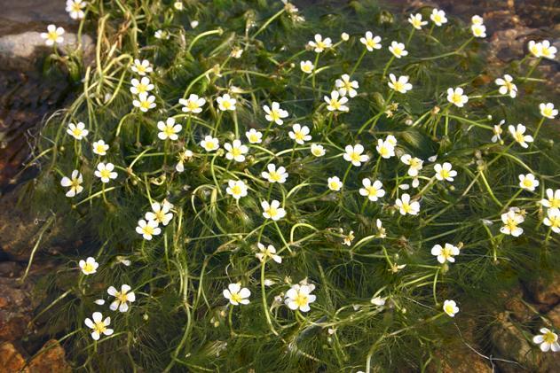 新温泉町の花たち 花暦 フォトギャラリー 新温泉町の紹介 新温泉町