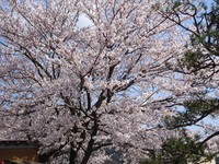 満開の桜