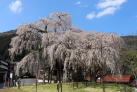 泰雲寺しだれ桜