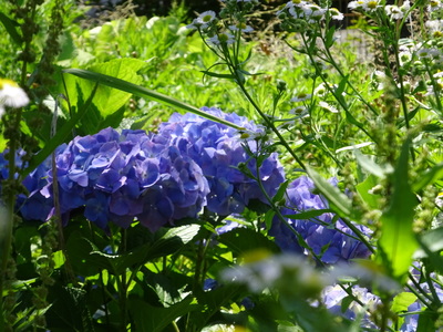 あじさいの花