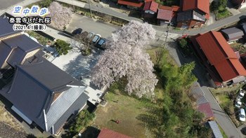 泰雲寺しだれ桜