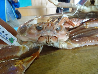 浜坂産松葉がに