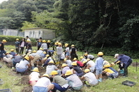 全校生　一生懸命芋ほりしています