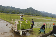 田植え　苗の補充　(アイガモの谷口)