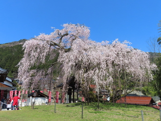 　　　　　　　　令和8年4月3日撮影