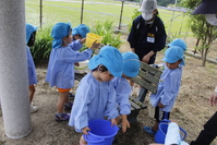 ささゆりで梅の収穫　(大庭認定こども園)