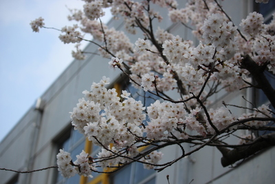 桜の花も子どもたちの登校を待っています。