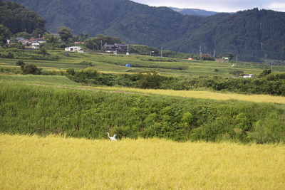 秋の風景