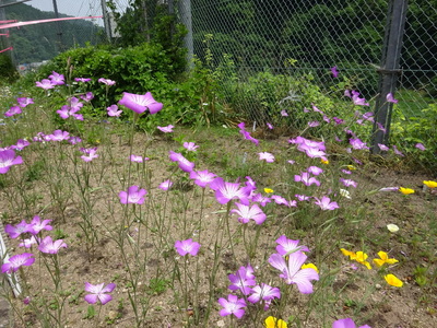 夢が丘中に咲く花