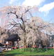 泰雲寺桜