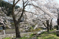 湯村から見える桜
